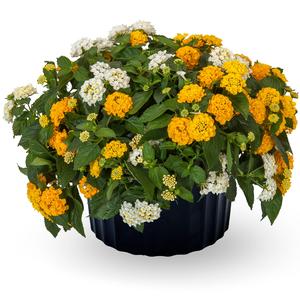 Kwik Kombo 'Bandolista Go Coconuts Imp'