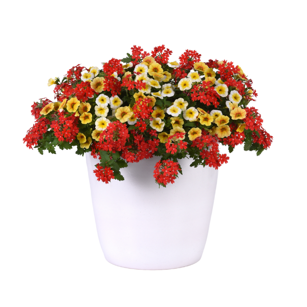 Trixi® 'Sunshiny Day'