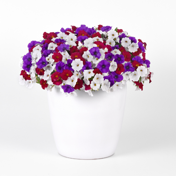 Trixi® 'Independence Day'