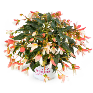 Begonia boliviensis 'Waterfalls Bicolor Imp'
