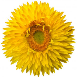 Bracteantha bracteatatum 'Granvia Gold'