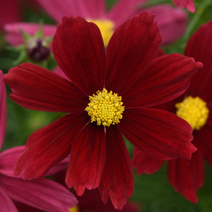 Cosmos bipinnatus 'Sonata Red Shades'
