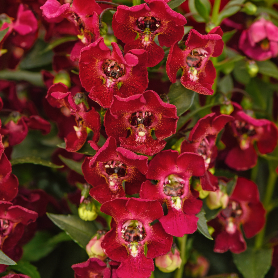 Angelonia angustifolia 'Archangel Ruby Sangria'