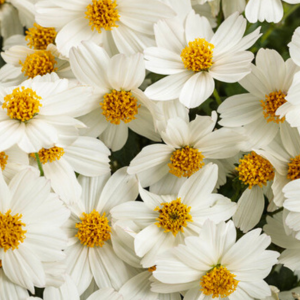 Bidens ferulifolia 'Campfire Marshmallow'