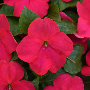 Impatiens walleriana 'Beacon Lipstick'
