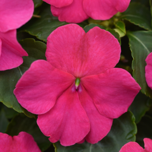 Impatiens walleriana 'Beacon Rose'