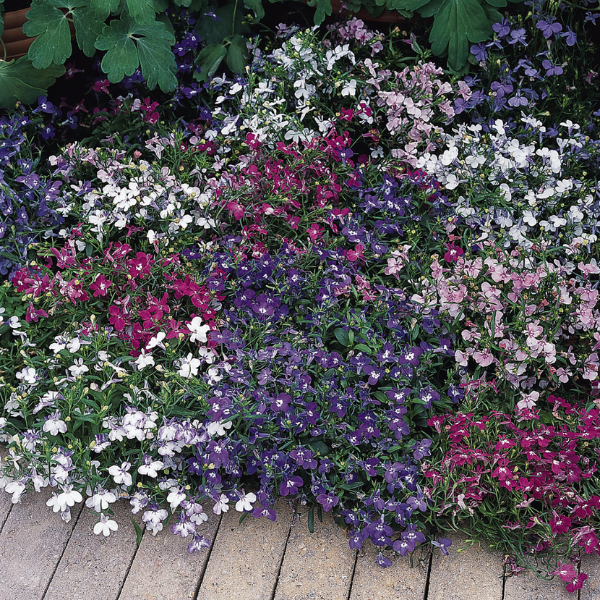 Lobelia erinus 'Riviera Mix'