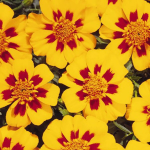 Marigold tagetes patula 'Disco Granada'