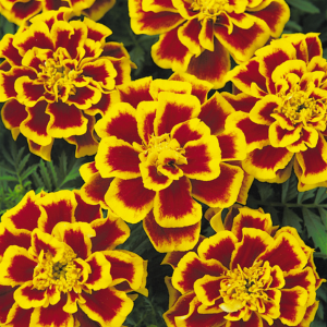 Marigold tagetes patula 'Durango Bee'
