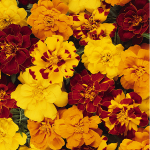 Marigold tagetes patula 'Durango Outback Mix'