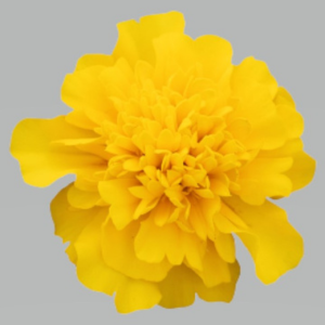 Marigold tagetes patula 'Super Hero Deep Yellow'