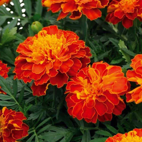Marigold tagetes patula 'Super Hero Harmony'