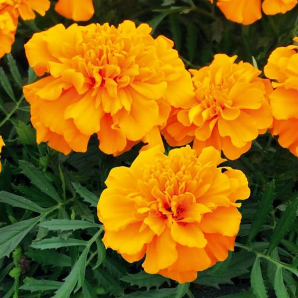 Marigold tagetes patula 'Super Hero Orange'