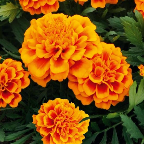 Marigold tagetes patula 'Super Hero Orange Flame'