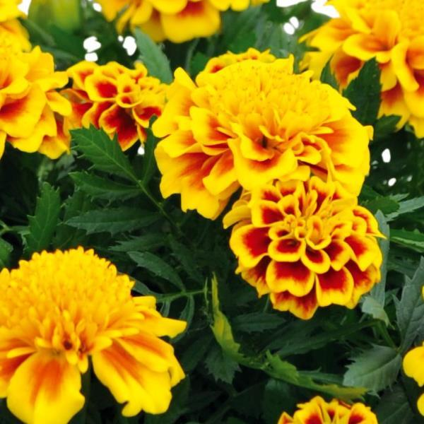 Marigold tagetes patula 'Super Hero Yellow Bee'
