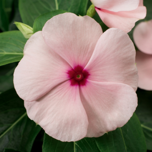 Vinca catharanthus roseus 'Sun Storm Apricot'