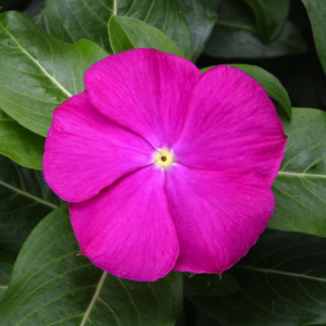 Vinca catharanthus roseus 'Sun Storm Deep Orchid'