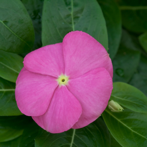 Vinca catharanthus roseus 'Sun Storm Deep Pink'