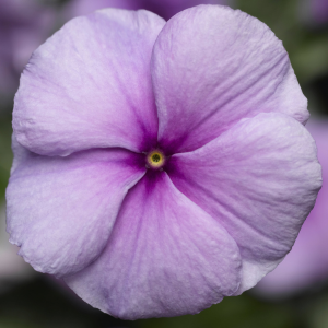 Vinca catharanthus roseus 'Sun Storm Purple'