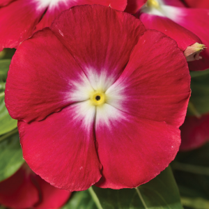 Vinca catharanthus roseus 'Sun Storm Red Halo'