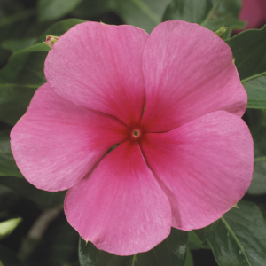 Vinca catharanthus roseus 'Sun Storm Rose w/Eye'