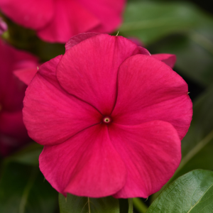 Vinca catharanthus roseus 'Valiant Burgundy'