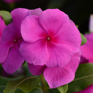 Vinca catharanthus roseus 'Valiant Lilac'