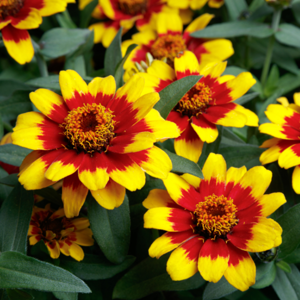 Zinnia hybrida 'Profusion Red Yellow Bicolor'