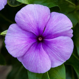 Vinca catharanthus roseus 'Blockbuster Blue'