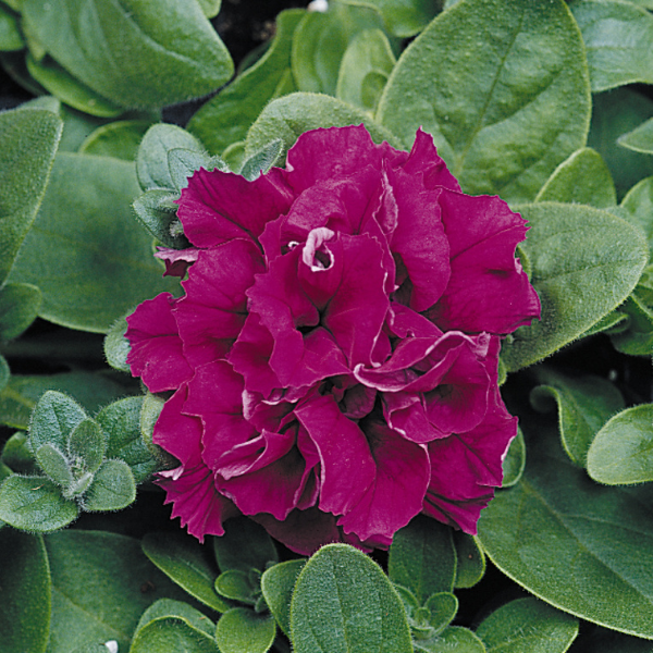 Petunia hybrida 'Double Madness Burgundy'