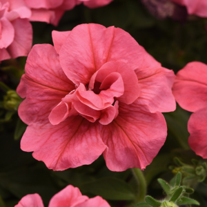 Petunia hybrida 'Double Madness Salmon'