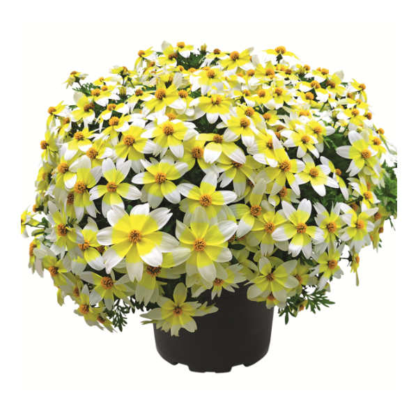 Bidens ferulifolia 'Spicy Electric White Imp'