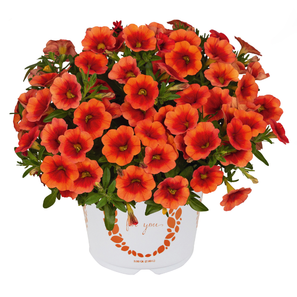 Calibrachoa Hybrida 'Aloha Kona Orange Zest'
