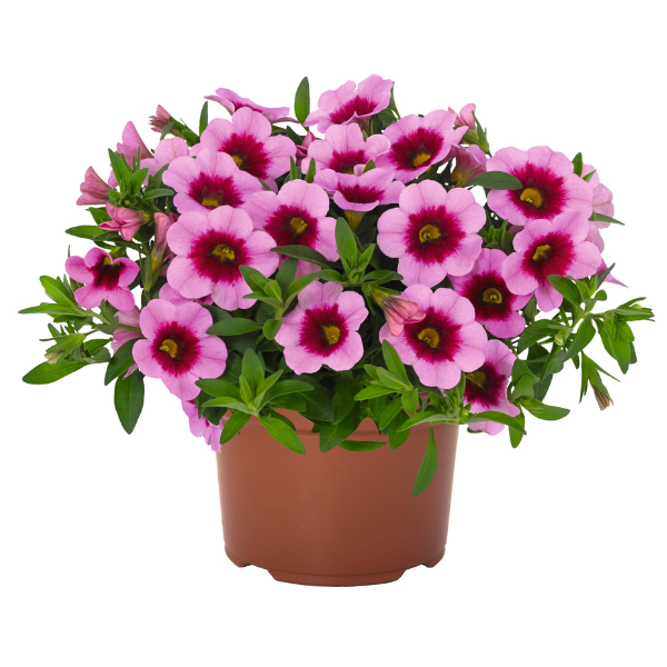 Calibrachoa Hybrida 'Aloha Kona Tiki Pink'