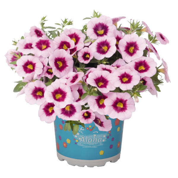 Calibrachoa Hybrida 'Aloha Nani Appleblossom'