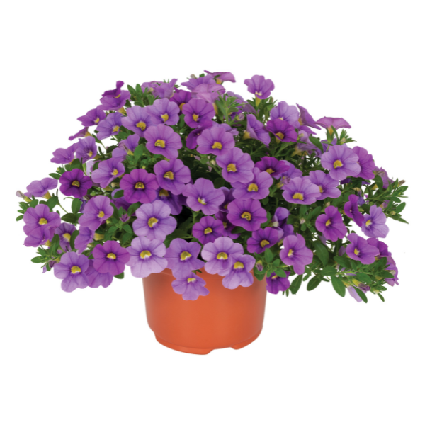 Calibrachoa Hybrida 'Aloha Nani Blue Sky 2023'