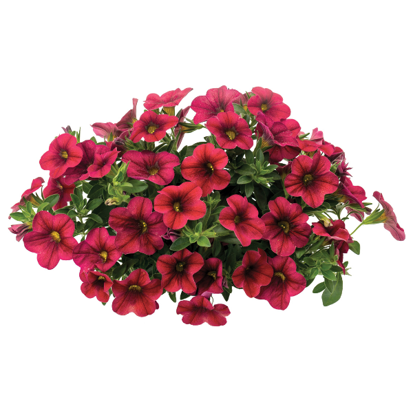 Calibrachoa Hybrida 'Bloomtastic Chili Pepper'