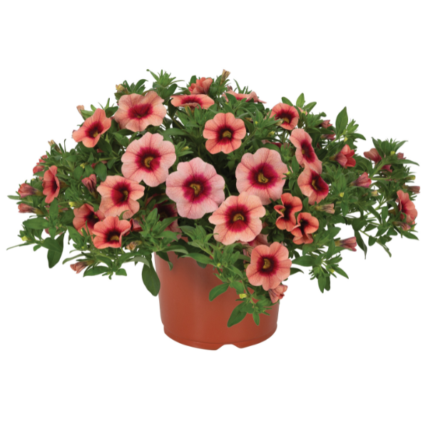 Calibrachoa Hybrida 'Bloomtastic Peach Grenadine'