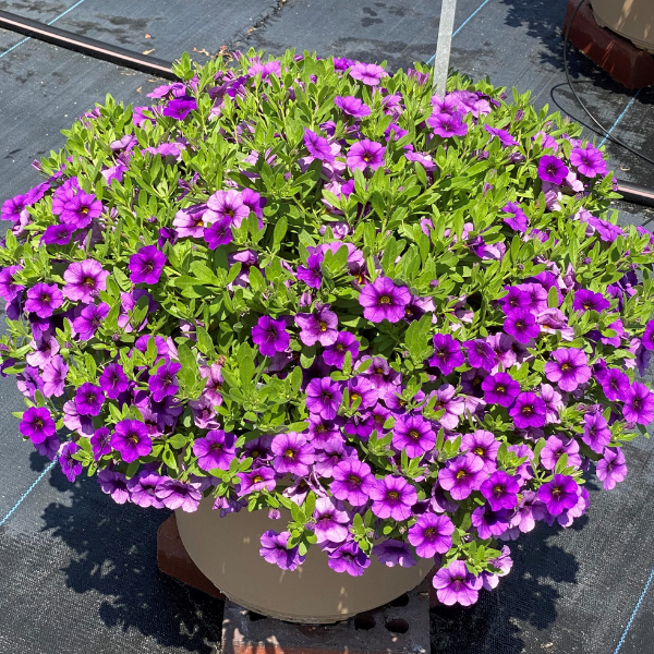 Calibrachoa Hybrida 'Bloomtastic Purple'