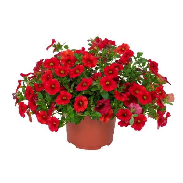 Calibrachoa Hybrida 'Bloomtastic Red'