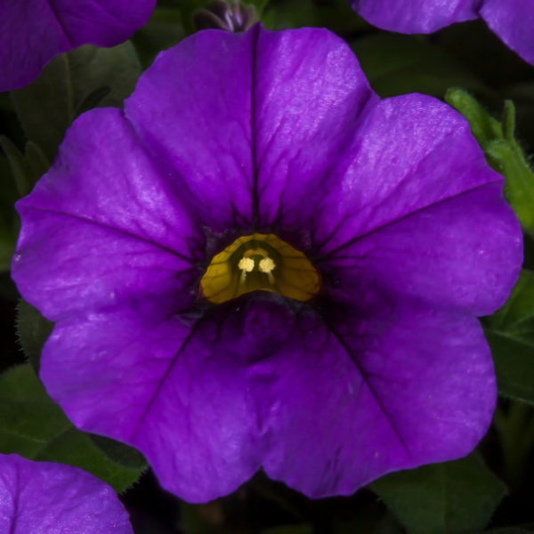 Calibrachoa hybrida 'Callie Blue'