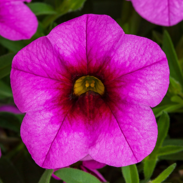 Calibrachoa hybrida 'Callie Hot Pink'