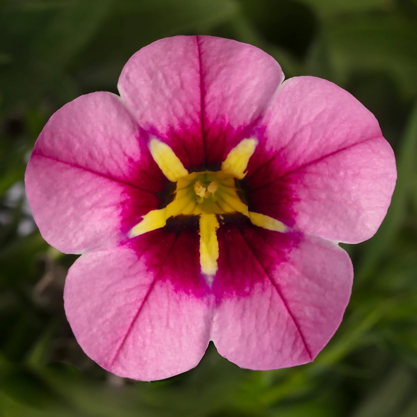 Calibrachoa hybrida 'Callie Hot Pink Spark'
