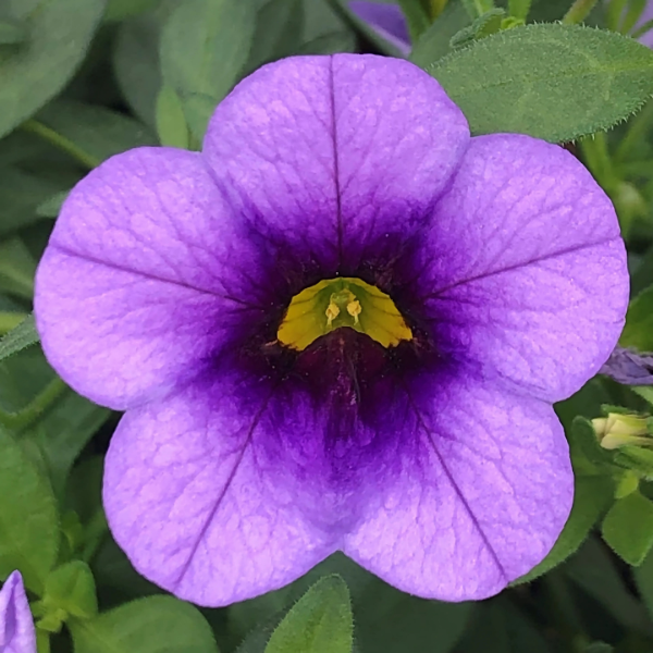 Calibrachoa hybrida 'Callie Lavender'