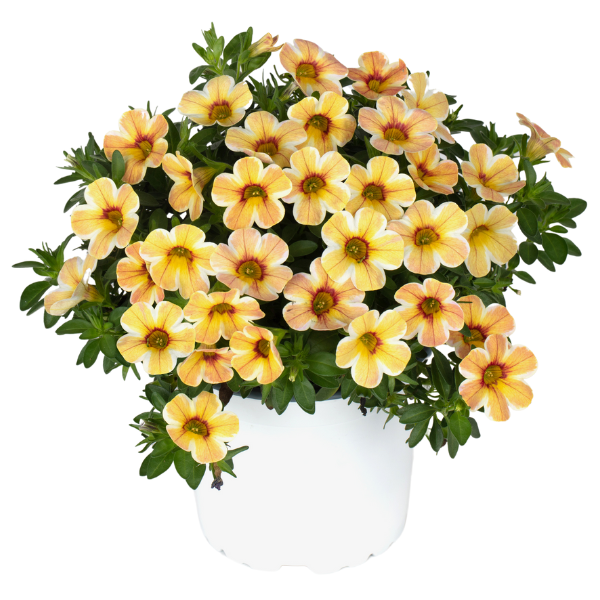 Calibrachoa hybrida 'Caramel'