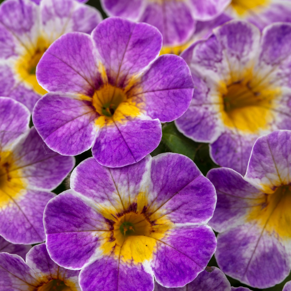 Calibrachoa hybrida 'Chameleon Avant Garden'
