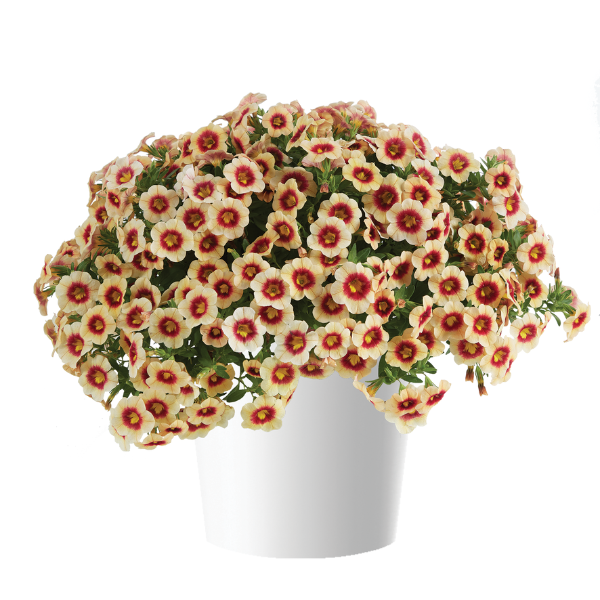 Calibrachoa hybrida 'Eyeconic Apricot'