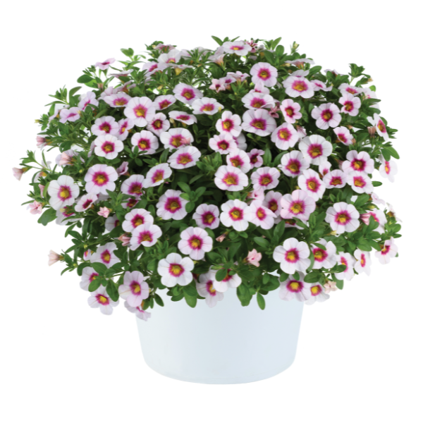 Calibrachoa hybrida 'Eyeconic Cherry Blossom'