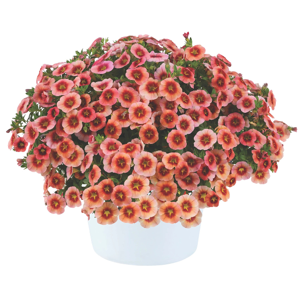 Calibrachoa hybrida 'Eyeconic Peach'