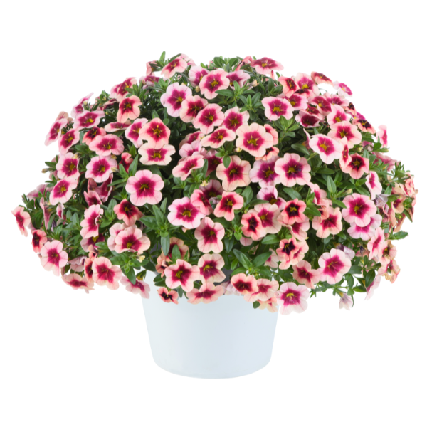 Calibrachoa hybrida 'Eyeconic Strawberry'